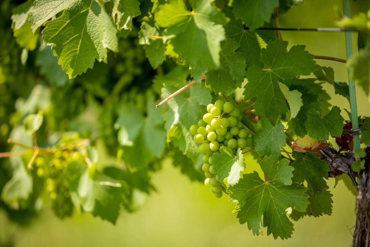 Weingut-Gaestehaus Birnstingl Gamlitz Ngoại thất bức ảnh